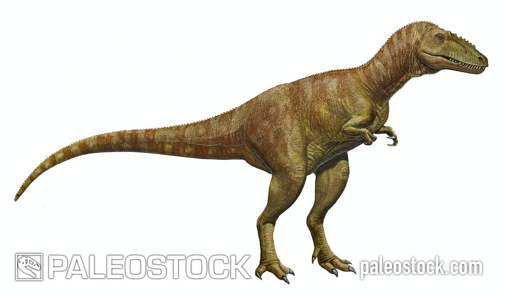 Alioramus Remotus stock image