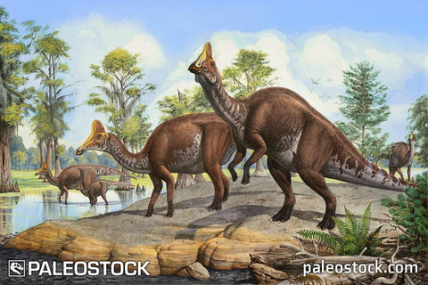 Amurosaurus riabinini stock image