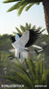 Archaeopteryx Flying stock image