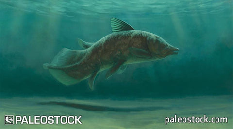 Axelrodichthys stock image
