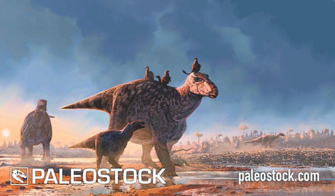 Favorite Dinosaurs poster