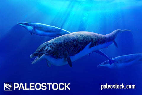 Basilosaurus Group stock image