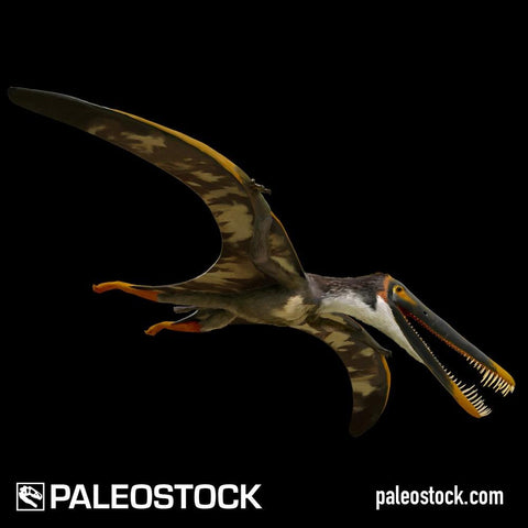 Boreopterus giganticus stock image