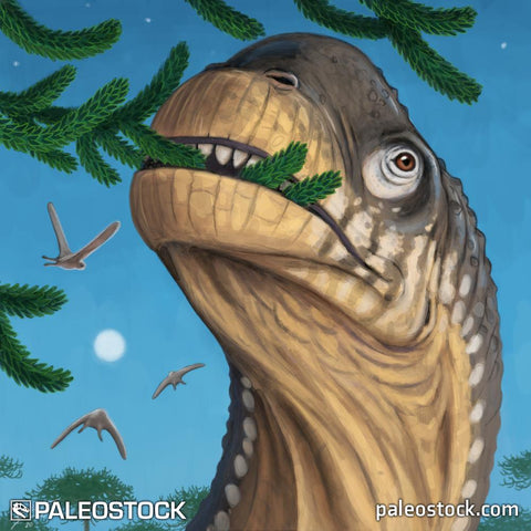 Camarasaurus Close-up stock image