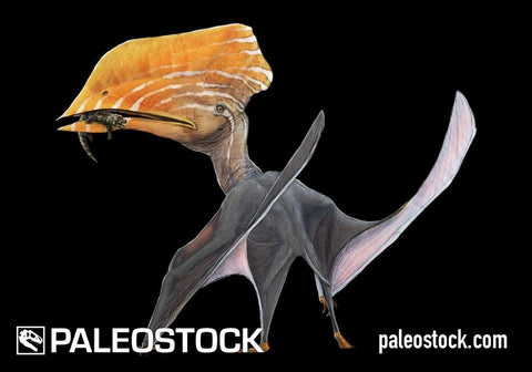 Caupedactylus stock image