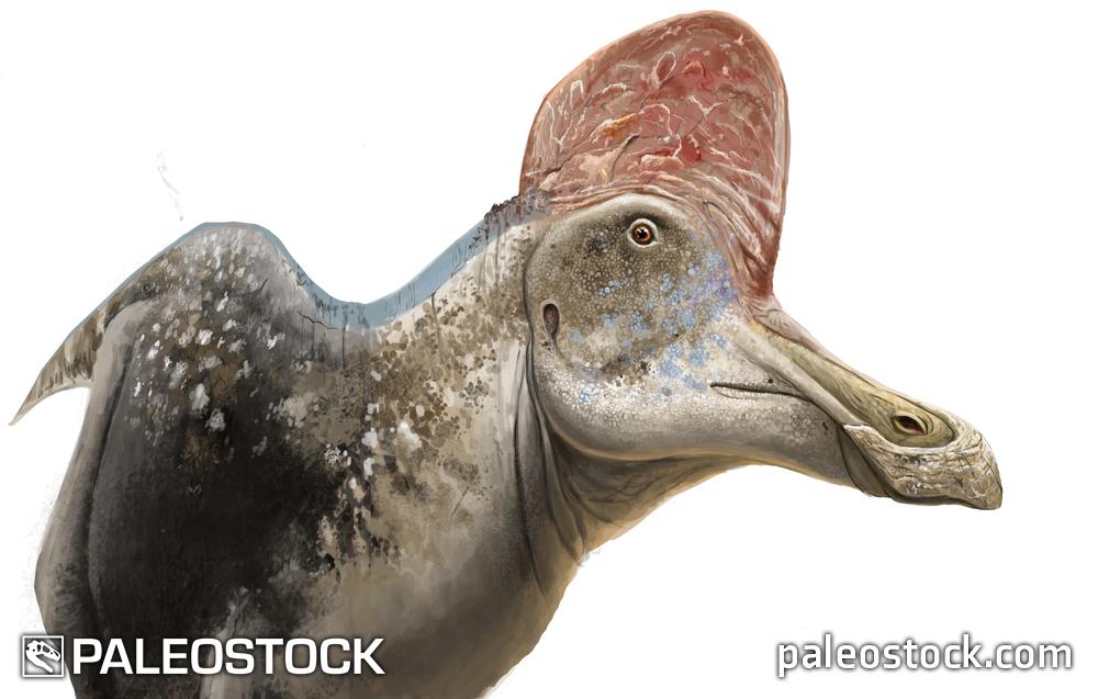 Corythosaurus stock image