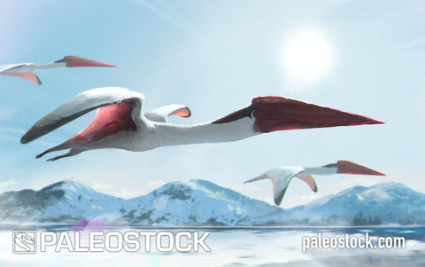Cryodrakon Flock stock image