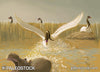 Cygnus falconeri stock image