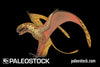 Dimorphodon Weintraubi stock image