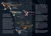 Discovery Collection: Raptors (digital zine)