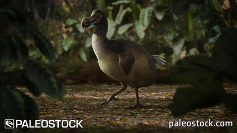 Dodo stock image