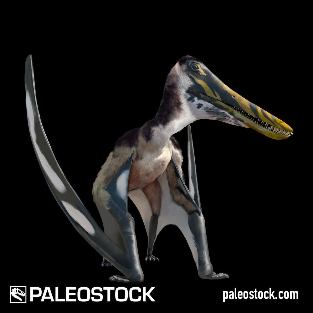 Draigwenia platystomus stock image