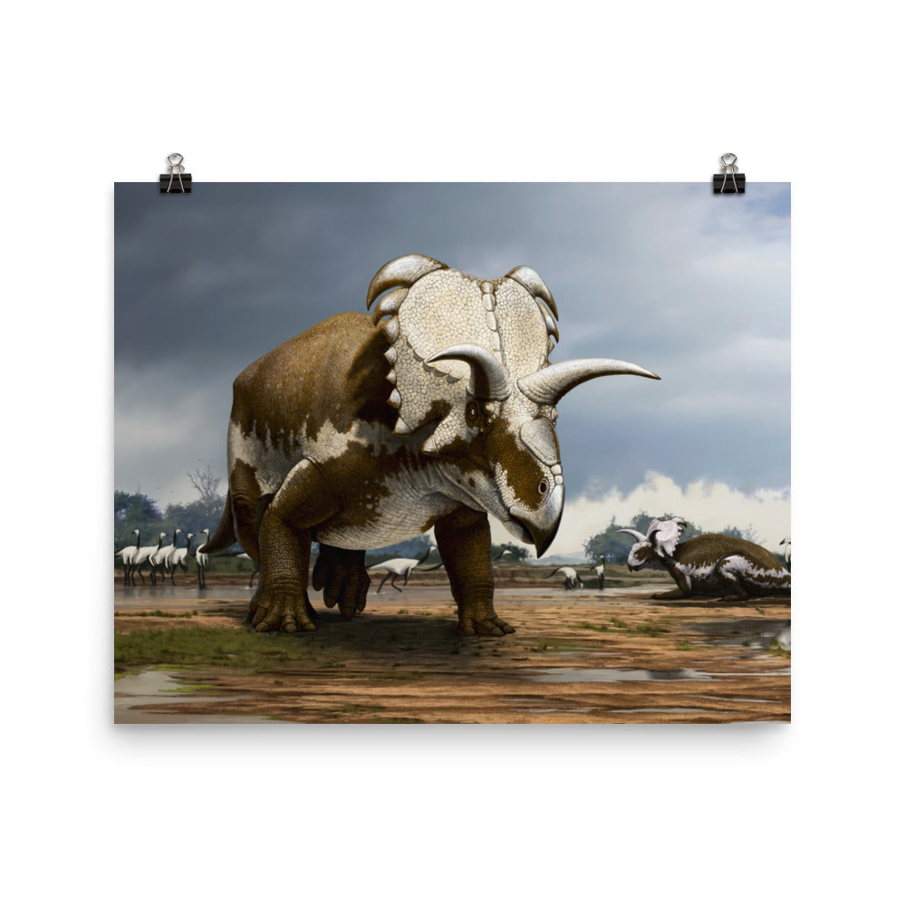 Medusaceratops poster