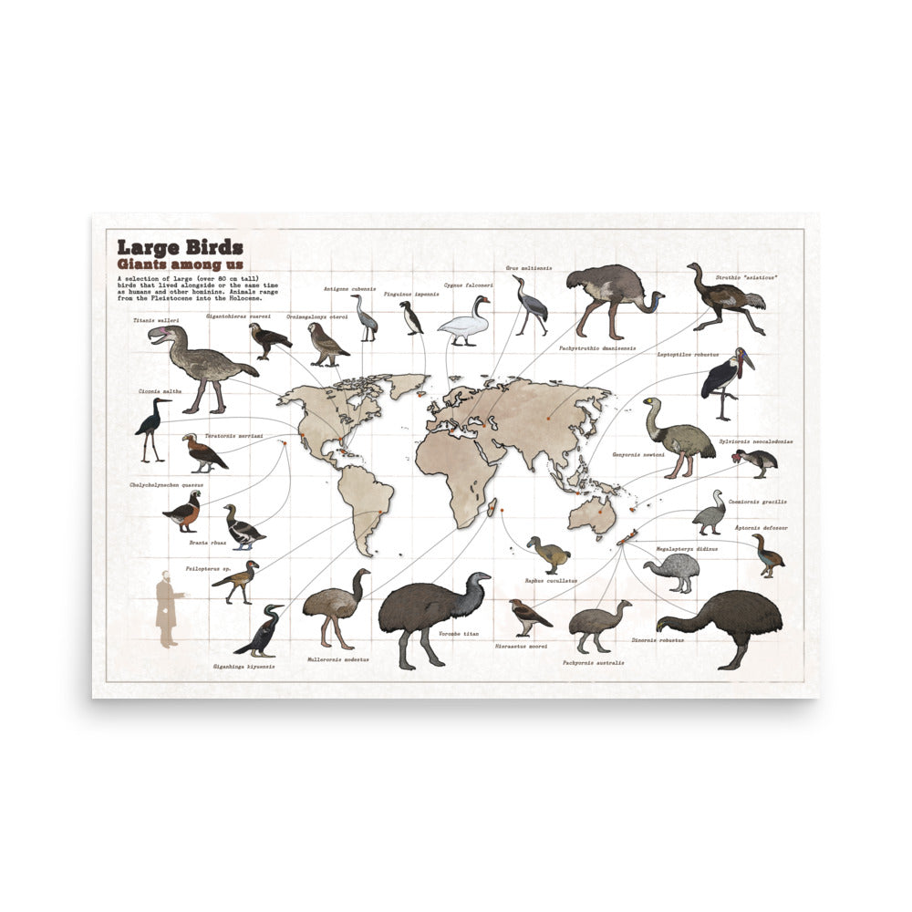 Large Birds Among Us poster