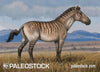 Equus (Allohippus) sanmeniensis stock image