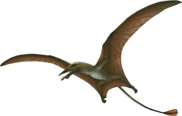 Eudimorphodon ranzii stock image