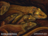 Heleosaurus stock image