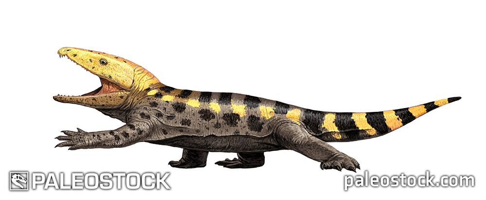 Gansurhinus qingtoushanensis stock image