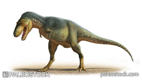 Gorgosaurus libratus figure stock image