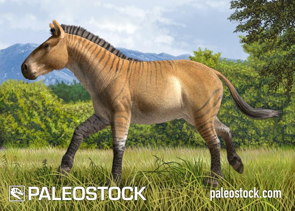 Hipparion tchicoicum stock image