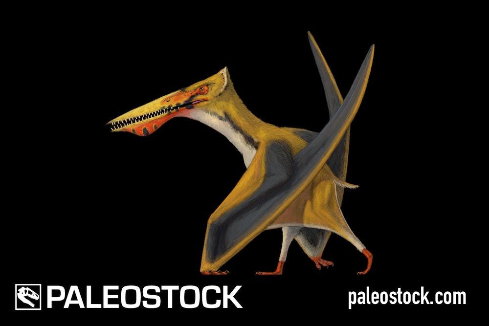 Ikrandraco Machaerorhynchus stock image