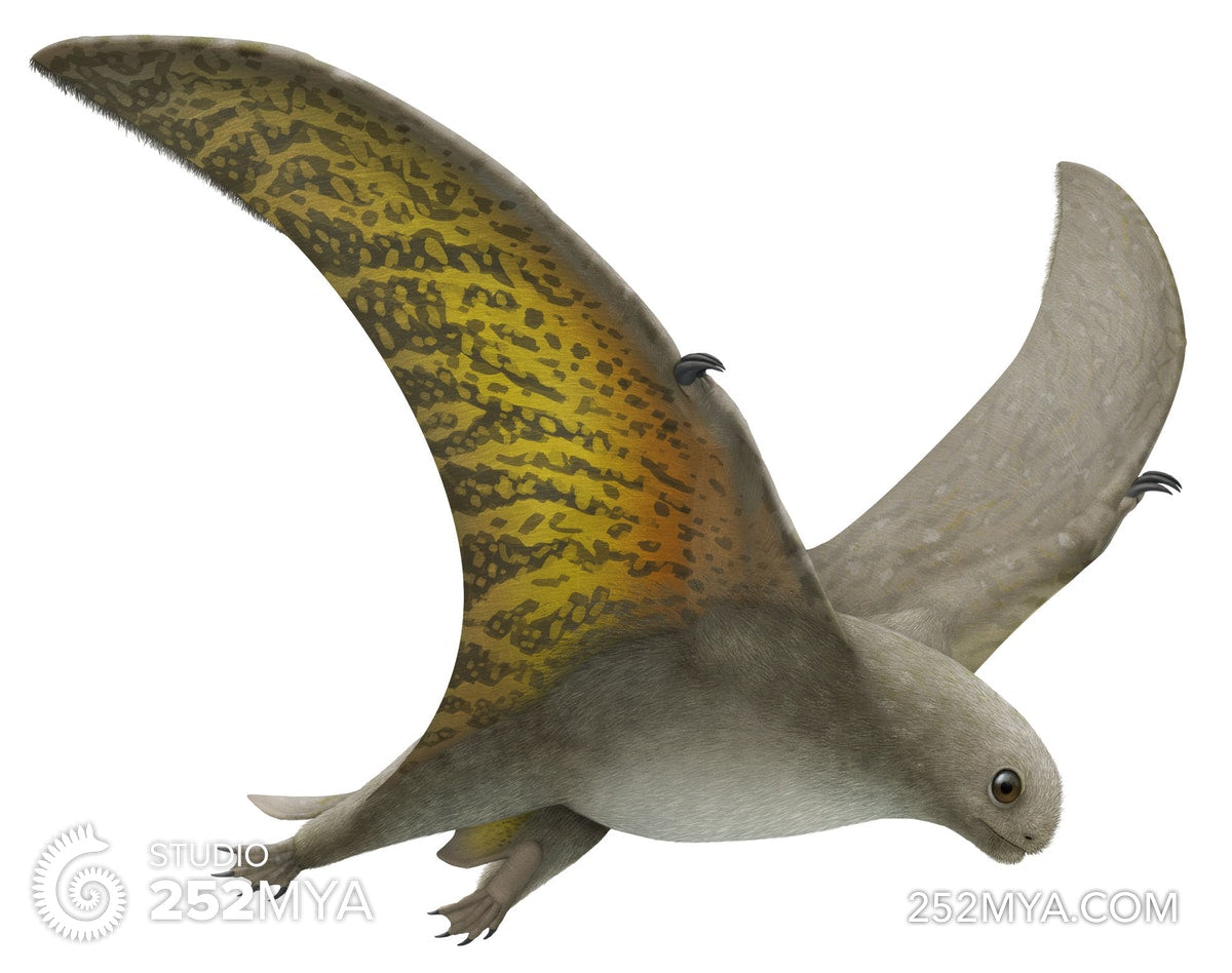 Jeholopterus