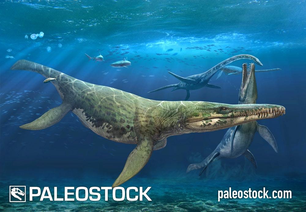 Kronosaurus queenslandicus stock image