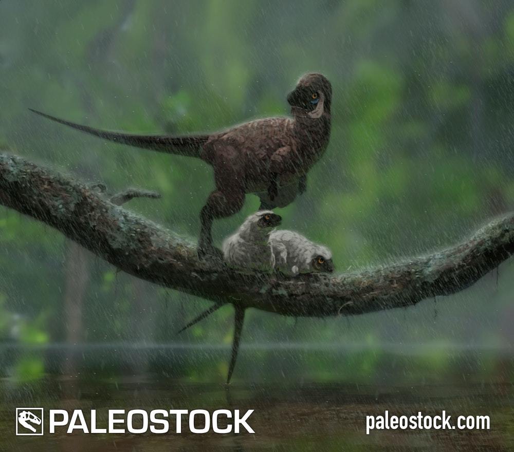 Kulindadromeus stock image