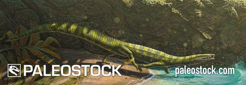 Litorosuchus Somnii stock image