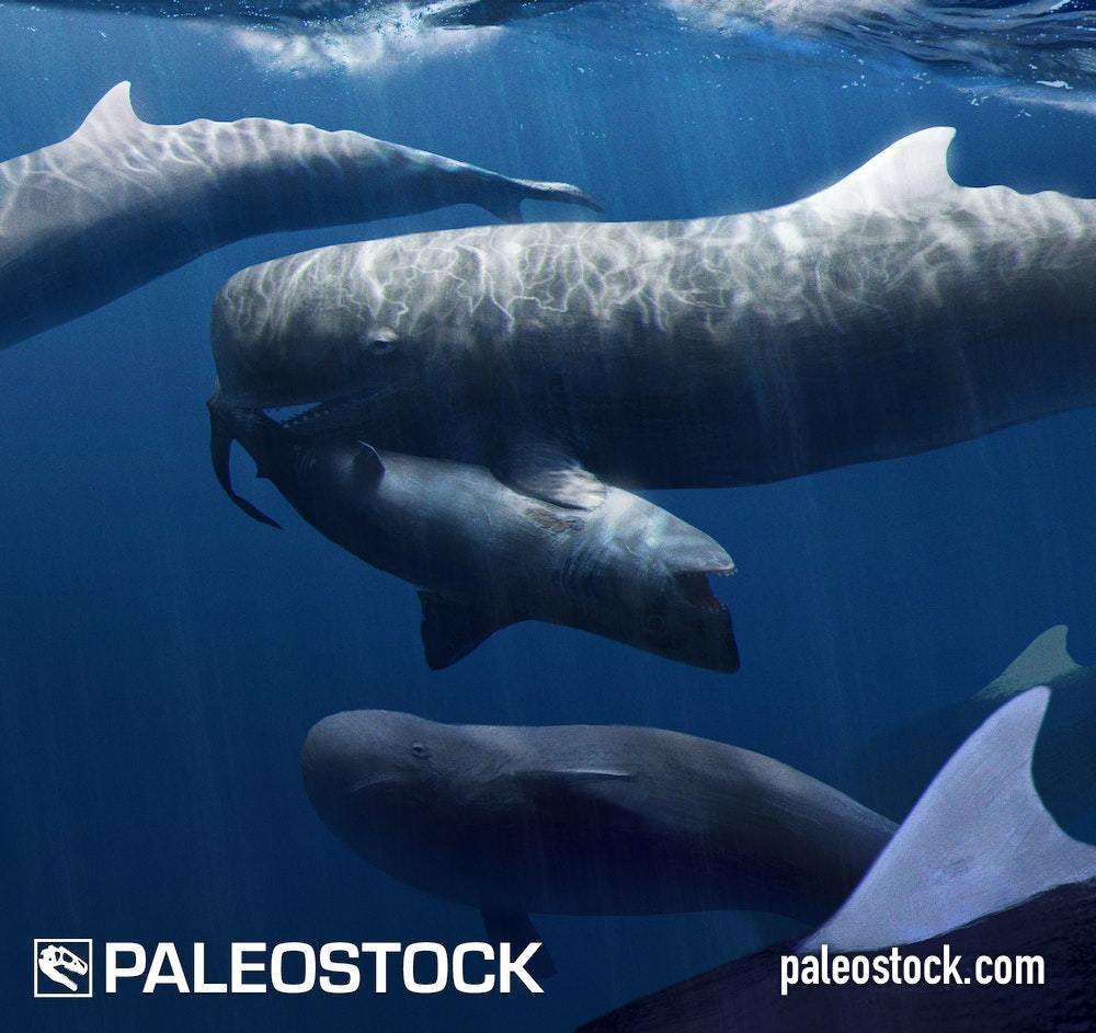 Livyatan Vs Megalodon stock image