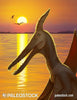 Ludodactylus Sunset stock image