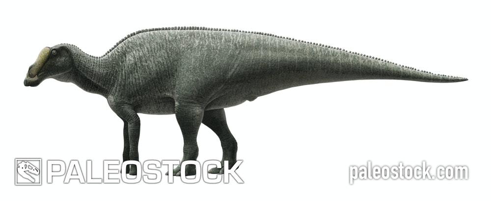 Maiasaura stock image