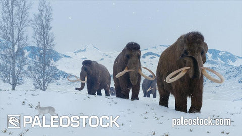Mammoths stock image