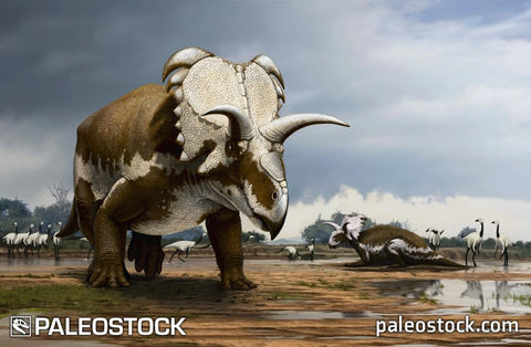 Medusaceratops stock image