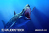Megalodon stock image