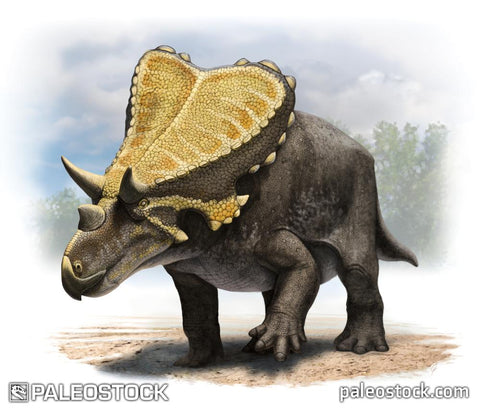 Mercuriceratops stock image