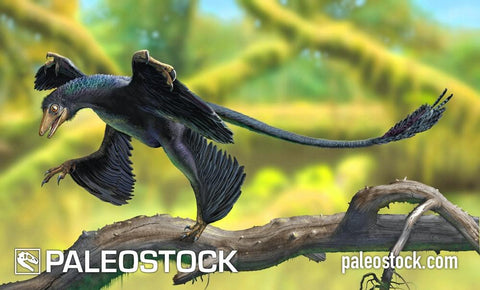 Microraptor stock image