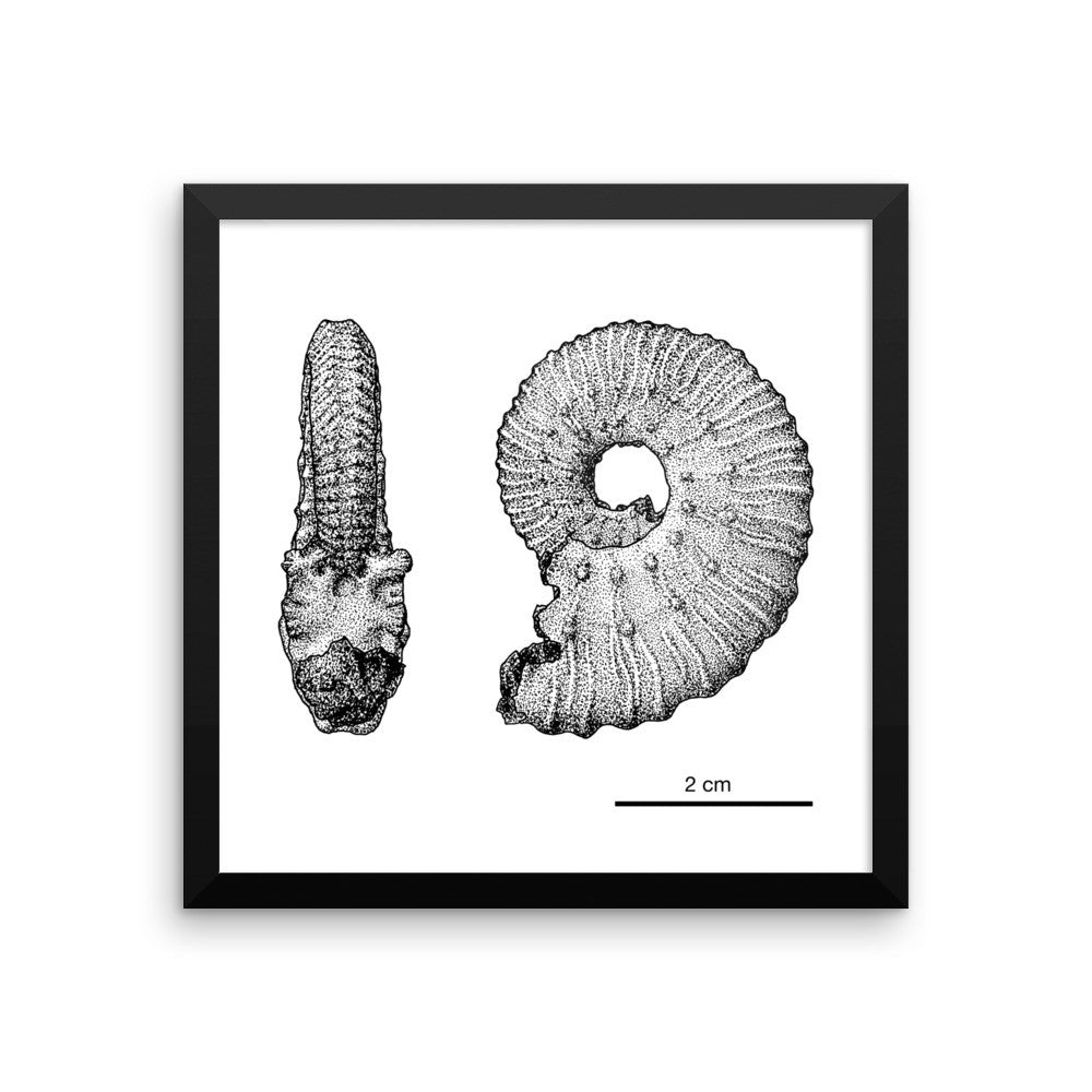 Kosmoceras framed print