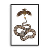 Spider-tailed horned viper framed print