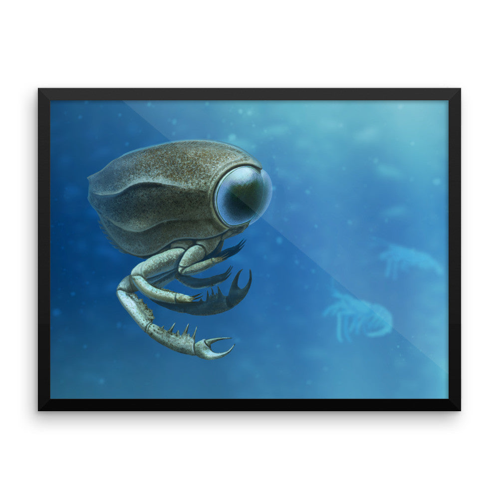 Dollocaris framed print