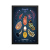 Nudibranch framed print