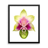 Orchid mantis framed print