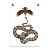 Spider-tailed horned viper poster