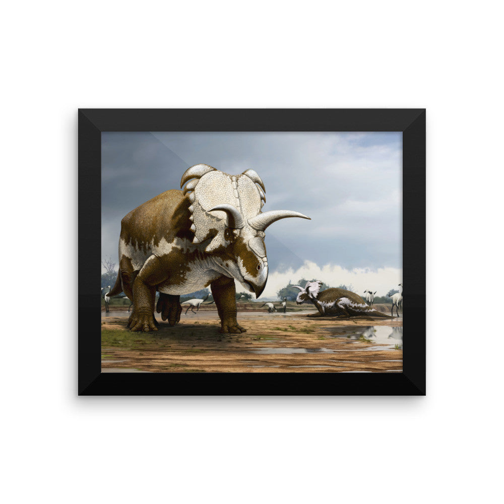 Medusaceratops framed print