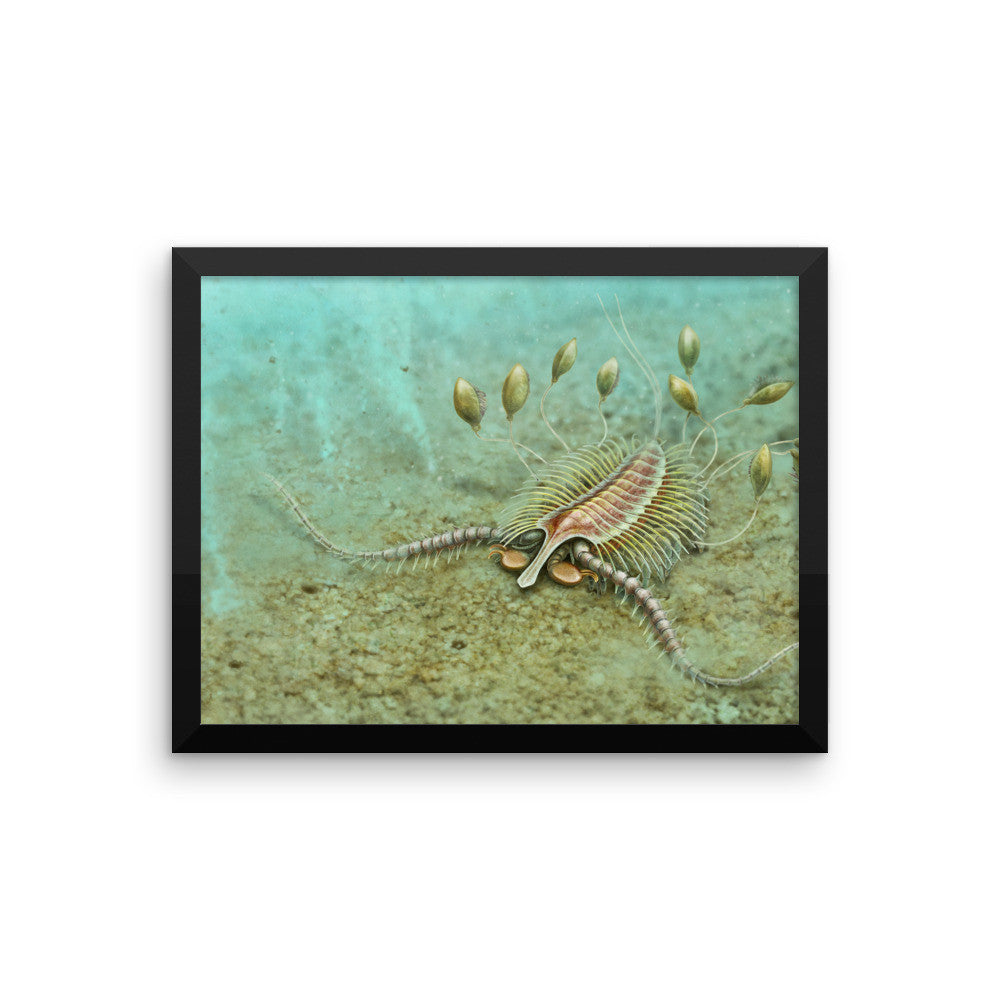 Aquilonifer framed print