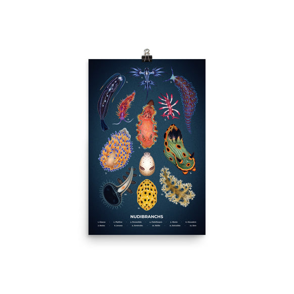 Nudibranchs poster