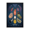 Nudibranch framed print