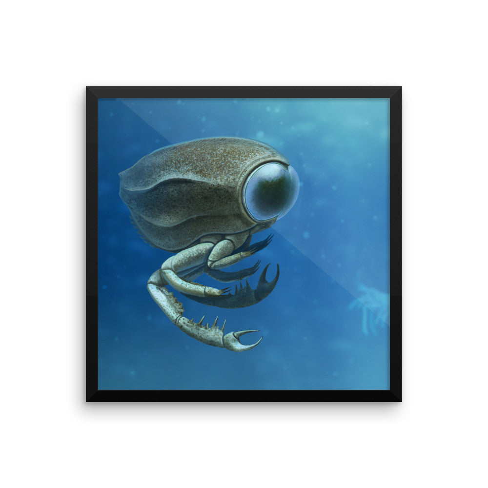 Dollocaris framed print