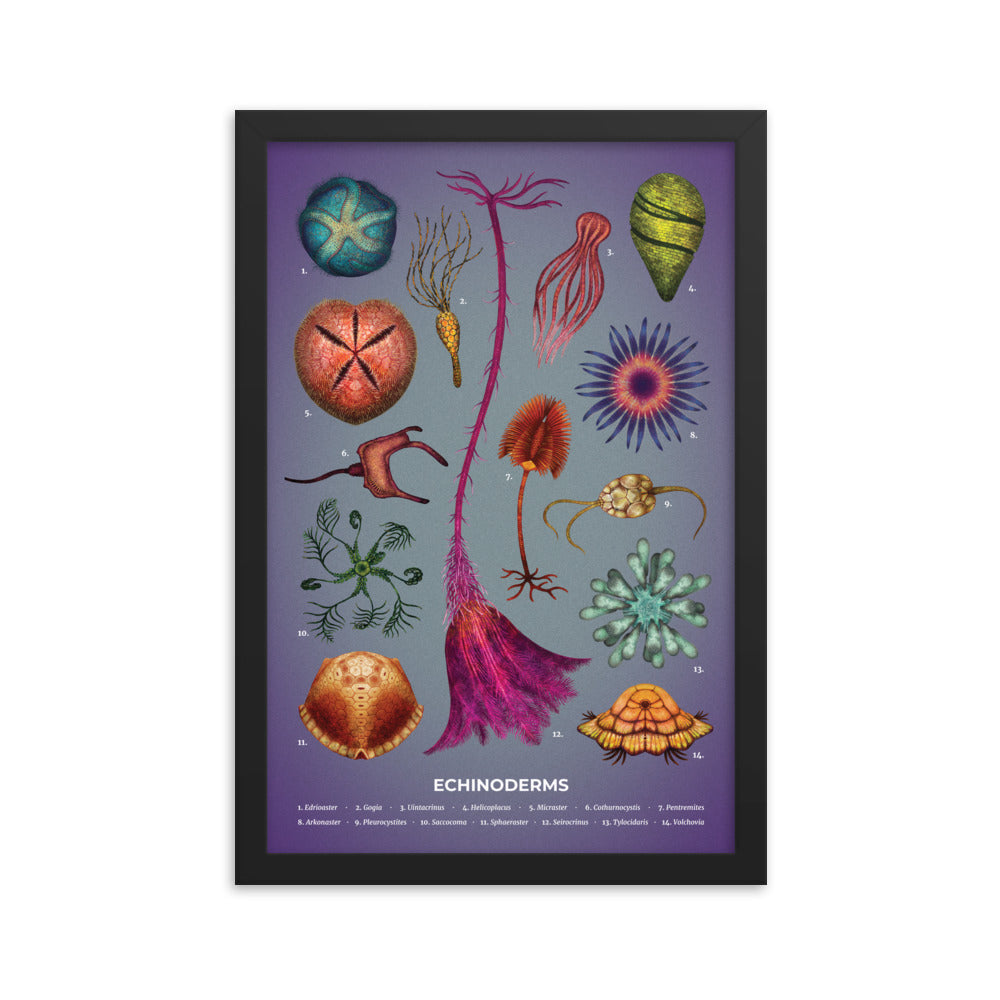 Echinoderms Framed Print