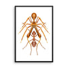Antmimicking spider framed print
